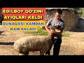 EDILBOY QO‘ZILARI NARXLARI TUSHDI YOMONLARI KELDI