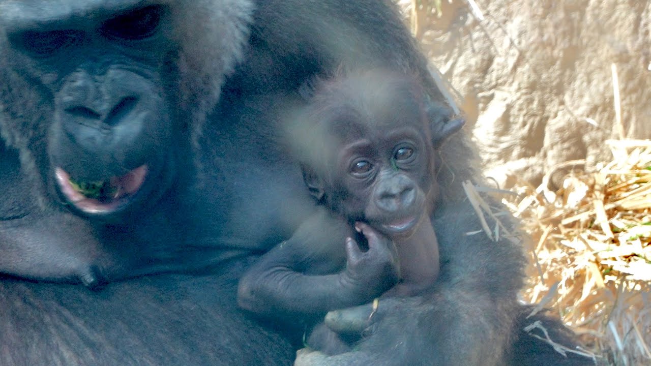 Проблеск надежды: Встреча с малышом гориллой с сияющими глазами Gorillas genki / ape #gorilla