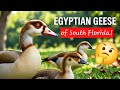 Wild Egyptian Geese