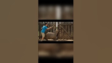 Ghẹo chó cùng capy #veo3 #funny #capybara #capybara #shortvideo #haihuoc