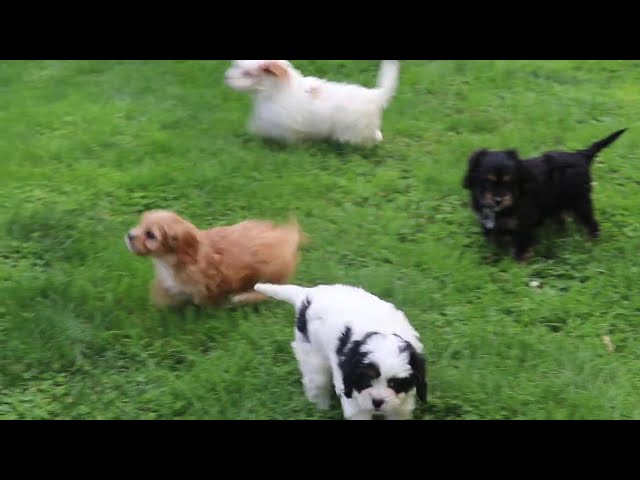 Victoria video thumbnail