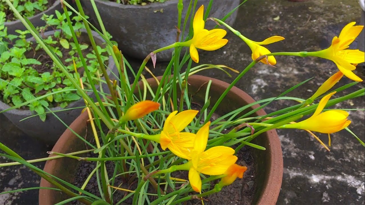 Growing Yellow Rain Lilies From Seeds Youtube