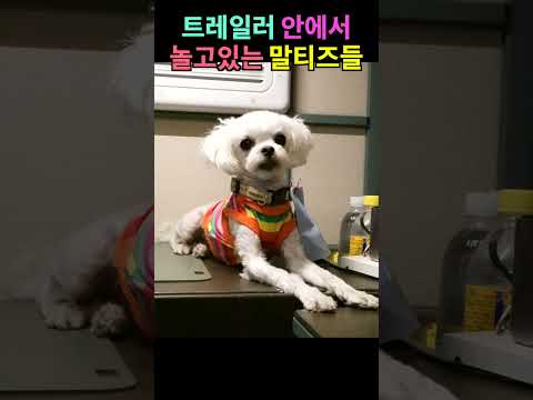 트레일러 안에서 놀고 있는 말티즈들 #shorts #까발로트레일러H2s #maltese #말티즈