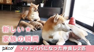 小さい時から仲良し2匹が、大人になってママとパパになった物語♡【PECO TV】
