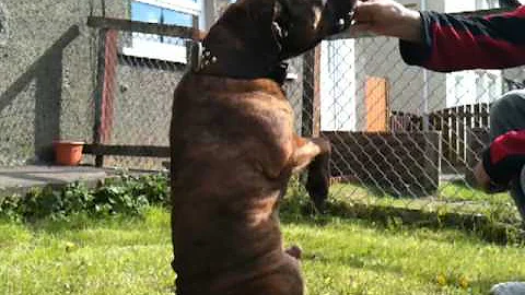 Buster ~ The Stafford Cross