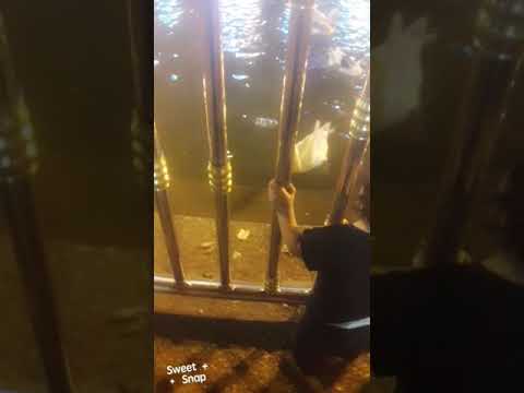 ع شط العلكمي في كربلاء