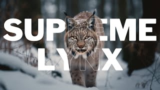 Supreme Lynx: Unveiling the Secrets of the Forest Cat by Animal Expert Care 115 views 1 month ago 3 minutes, 29 seconds