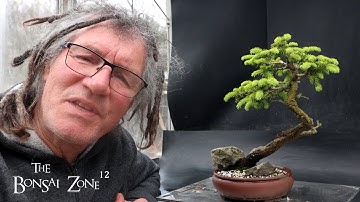 Pruning My Birds Nest Spruce, The Bonsai Zone, April 2025