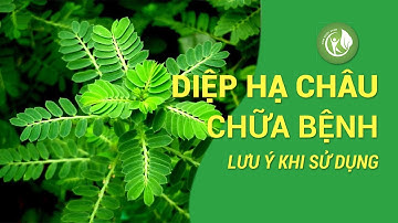 Những lưu ý khi sử dụng cây Diệp Hạ Châu chữa bệnh (cây Chó Đẻ)
