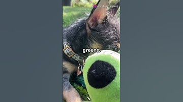 Thumbnail of Dogs and Their Unique Color Vision!#dog #animals #DogLovers #shorts #viralshorts #DogVision #doglife