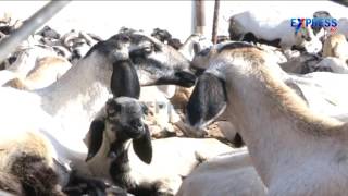Commercial | Sheep and Goat farming Success story of Purnachandra Reddy - Express TV