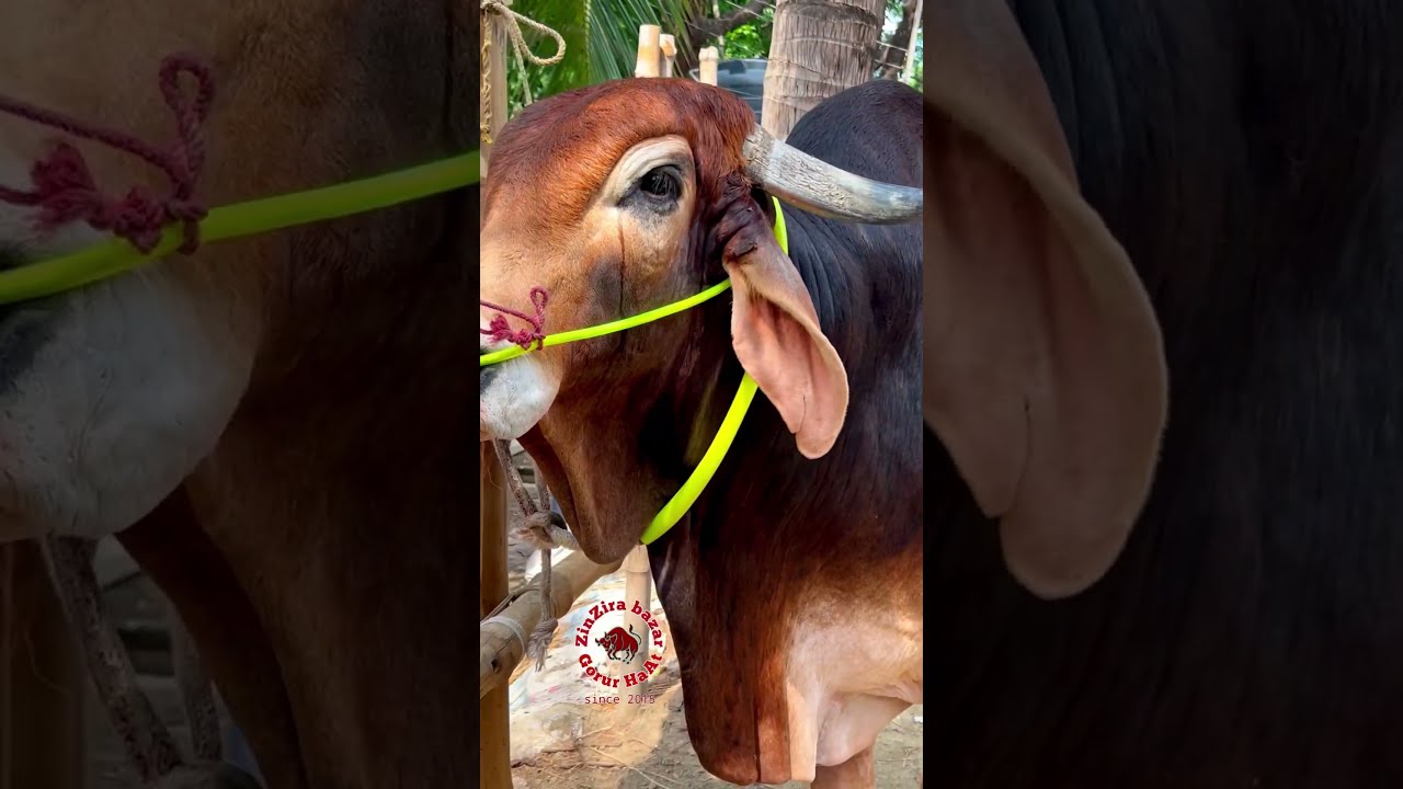  Massive Gyr Bull Eid2023 Biggest Agro Qurbani Shorts Heavyweight Cattlemarket