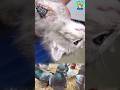Botfly Treatment in Animals