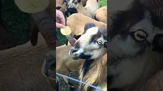 Download Lagu Slow motion sounding sheep. #awesome #shortvideo #subscribe #crazy #trending #diy #short MP3