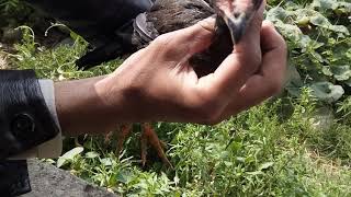 My Black Aseel Pathi,Age 3 Month Mushki Aseel