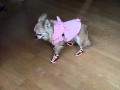 マーブルの靴を履いた犬 スローモーション