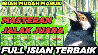 Masteran Jalak Suren Isian Unik Gacor  Isian Tembakan Mewah Cililin Tengkek
