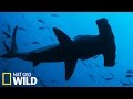 Requin tigre attaque Requin marteau