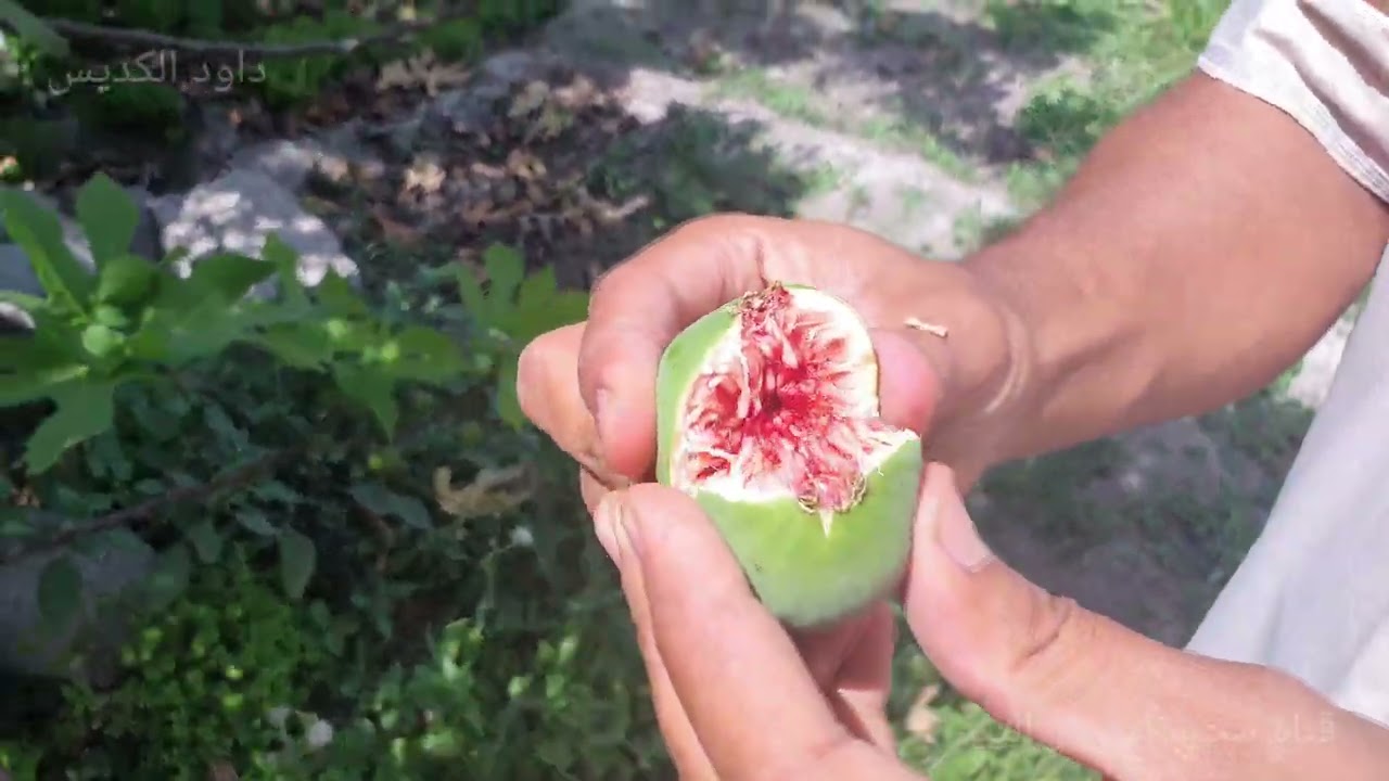 التين الغزيلي   fig tree 🌳
