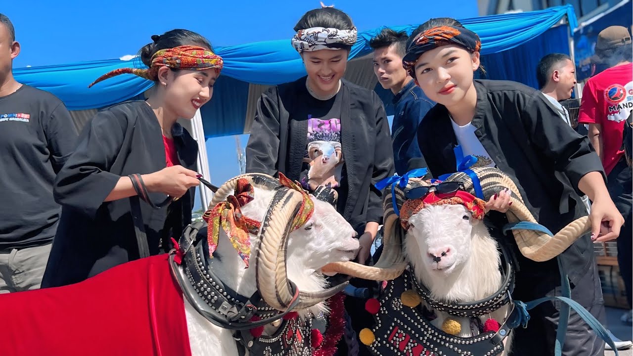 DOMBA KURING FASHION SHOW DI LASATO FEST😍💃🏻