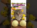 この猫、最後は報われるのでしょうか?ww