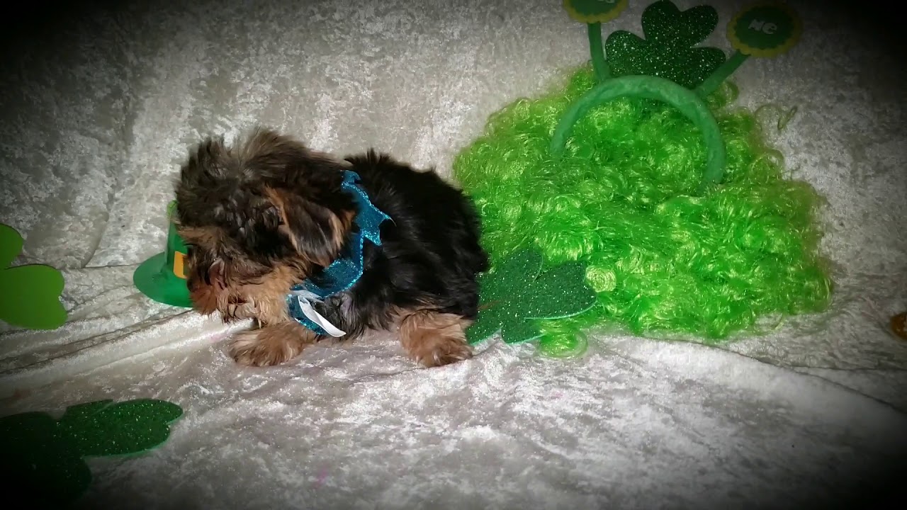 ToyBox Puppies. MO.(2) YouTube