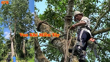 Vua Khỉ cưa xử lý nhiều nhánh dài và nhỏ của cây Xà Cừ lớn như thế nào ?(phần 2) Cutting  nacre tree