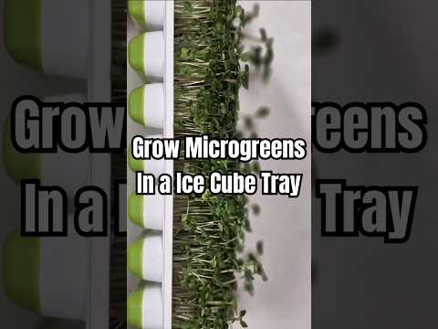 How to Grow