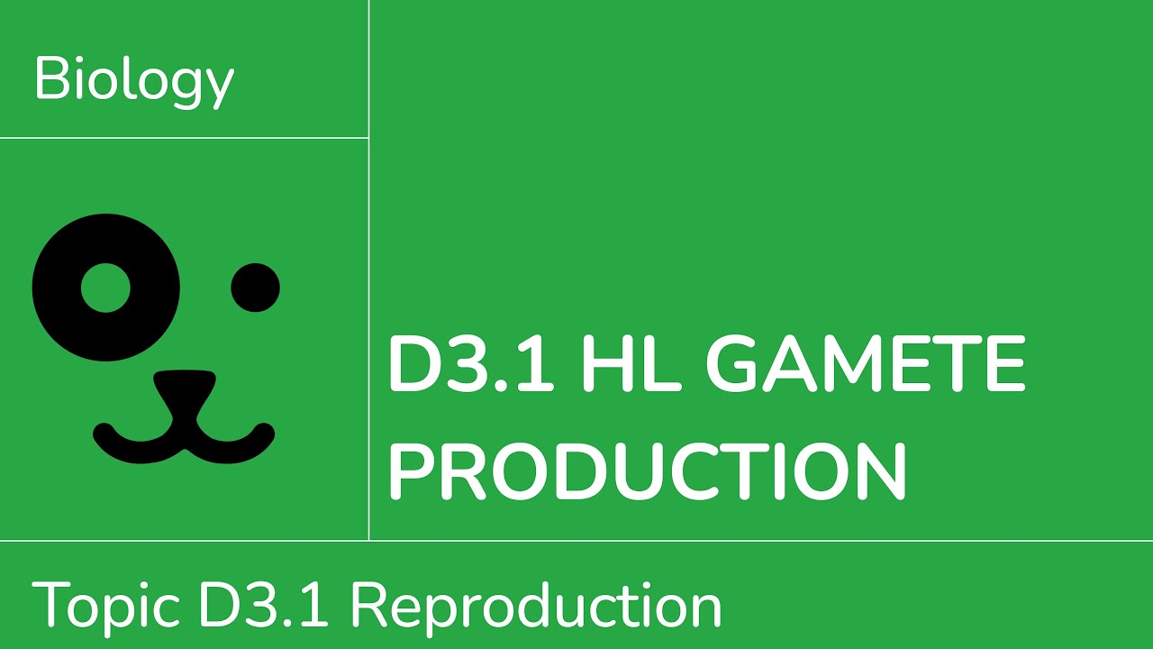 D3.1 HL Gamete Production [IB Biology HL]