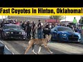 Fast Coyote Mustangs in Hinton Street Races!