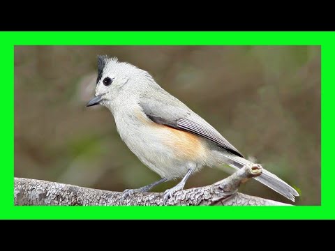 Black Crested Titmouse Song Call Voice Carbonero Crestinegro Canto Baeolophus Atricristatus