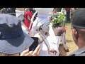 Ashanti Fetish Priest Arrival At Asantehene’s 25 Jubilee Anniversary