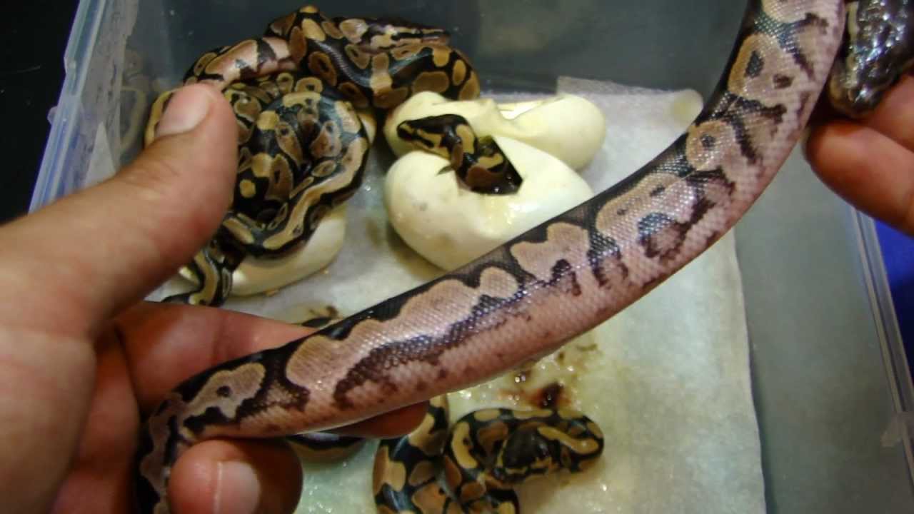 biteable 2011 Clutch #5 Hatchlings are out!