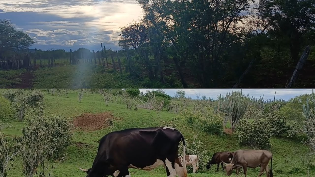 ESSE VÍDEO É PARA VOCÊ QUE TEM O SONHO DE VIVER NA ROÇA 