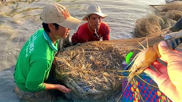 Trúng mùa Tôm Càng Xanh - Vuông tôm vùng miệt thứ Kiên Giang bội thu hàng tấn | OKDD 142