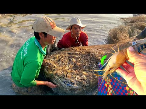 Video Trúng mùa Tôm Càng Xanh - Vuông tôm vùng miệt thứ Kiên... - youtube