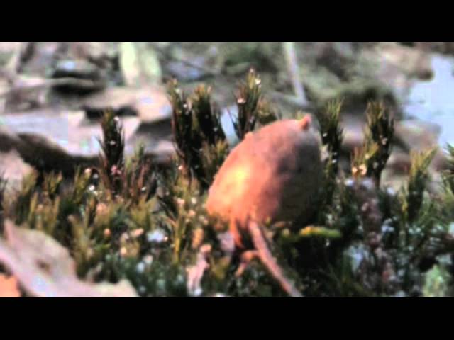 Watch Andreas Brunner - Kondor (Official Video) on YouTube Watch Andreas Brunner - Kondor (Official Video) on YouTube