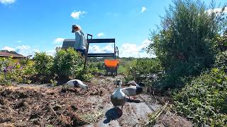 #129 I Let My Perennial Beds Get Away From Me on My Flower Farm🌱