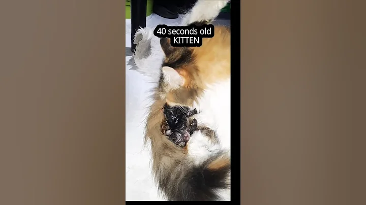 Video 10333471: maine coon, born cat kitten, cat adorable maine, sleepy cat, adorable cat playing