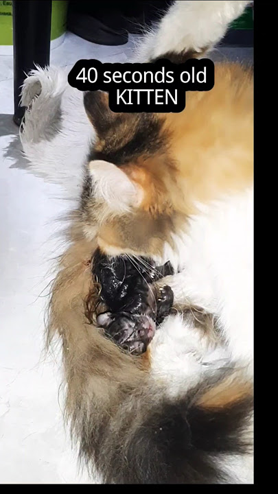 Mushuk peeing video Mushuk peeing video