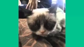Best Cat Vines - The Best Cat Vine Compilation