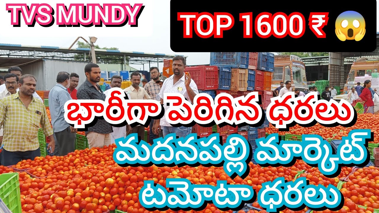24/06/23 madanapalli tomato market price today today tomato market