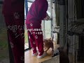 「家猫と保護猫の恋リア」EP2守るための衝突 #保護猫ミラ#外猫しまちゃん#元野良猫#保護猫#猫のいる暮らし