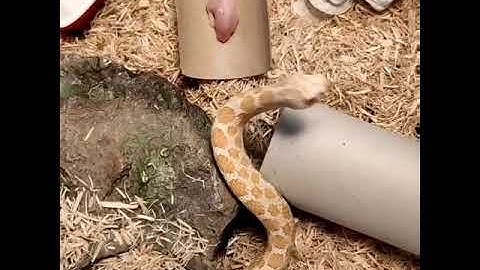 India of snakes 🐍