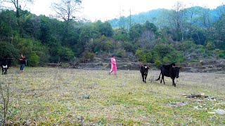 herding cows and cooking eating hot noodles spicy @junglefamilycooking