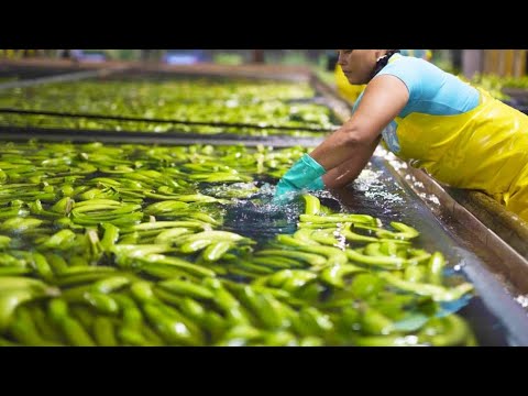 Video: A janë të ngrënshme lëvozhgat e bananes?