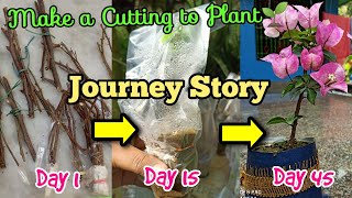 'Bougainvillea Journey Story' Make a Cutting to a Plant /How Bougainvillea cutting turn to a plant?