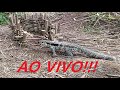 Pegando Lagarto Teiú, Tejú AO VIVO na armadilha de laço