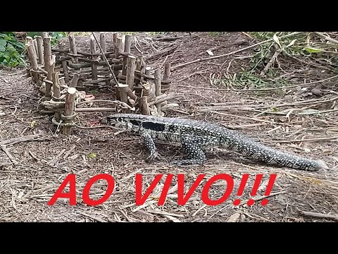 Vídeo: Como Pegar Um Lagarto ágil, Como Alimentá-lo E Onde Acomodá-lo