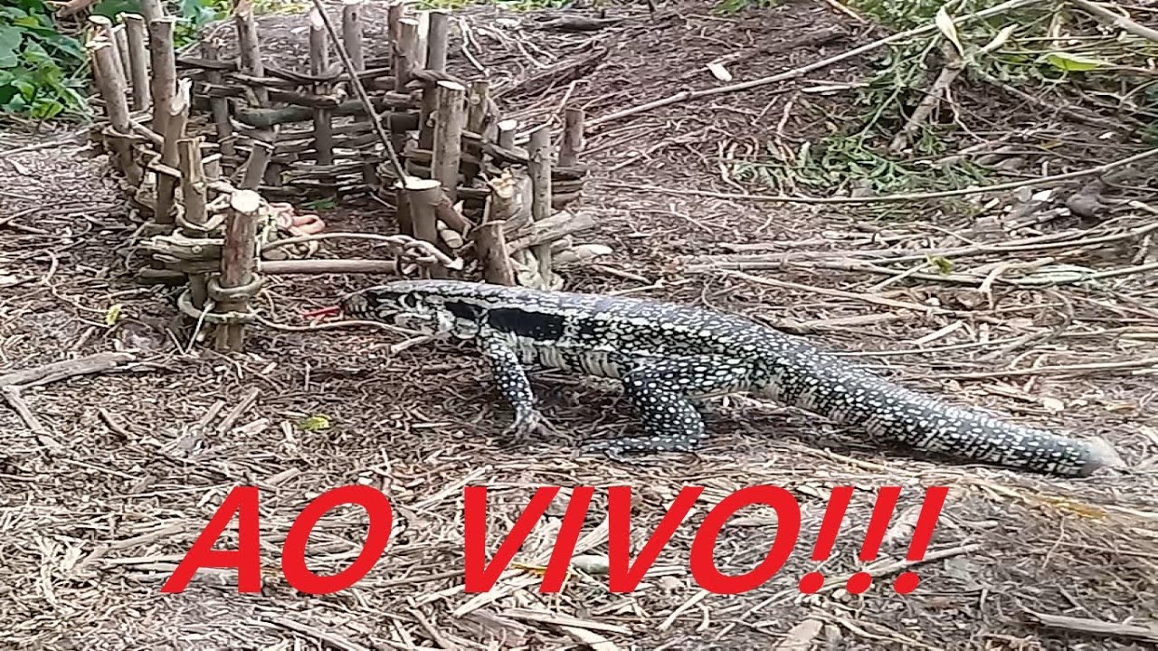 Pegando Lagarto Teiú, Tejú AO VIVO na armadilha de laço